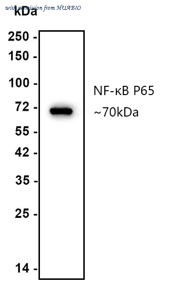 HUABIO ER0815 image 2