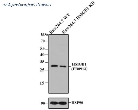 HUABIO ER0913 image 1