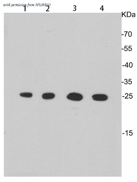 HUABIO ER0913 image 2