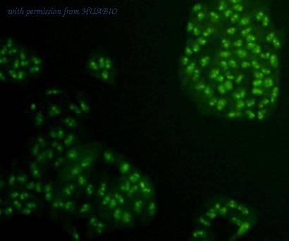 HUABIO ER0913 image 3