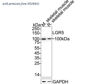 HUABIO ER10708 image 1
