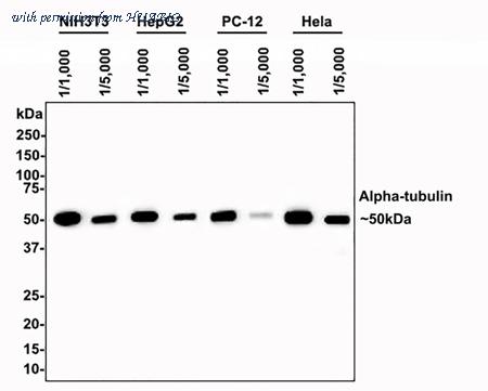 HUABIO ER130905 image 2