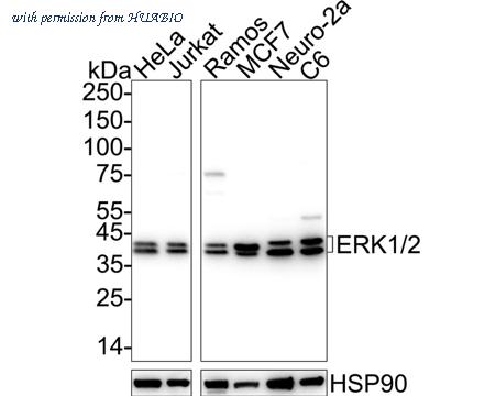HUABIO ER131011 image 1