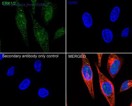 HUABIO ER131011 image 2