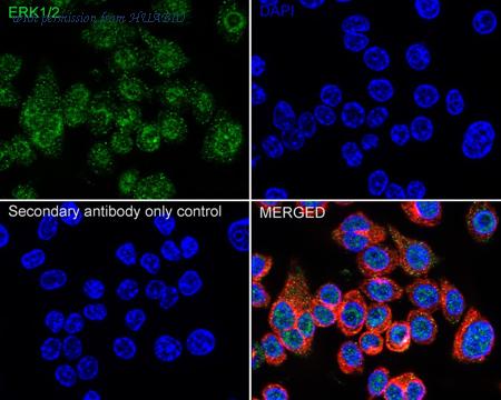 HUABIO ER131011 image 3