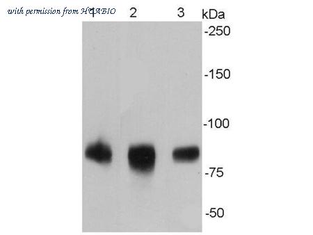 HUABIO ER131207 image 1