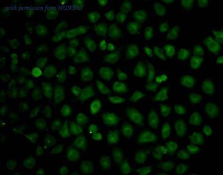 HUABIO ER131207 image 2