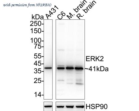 HUABIO ER131218 image 2
