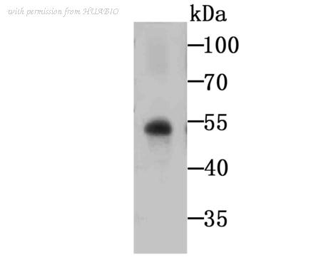 HUABIO ER1510-11 image 1