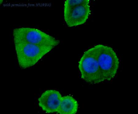 HUABIO ER1510-11 image 2