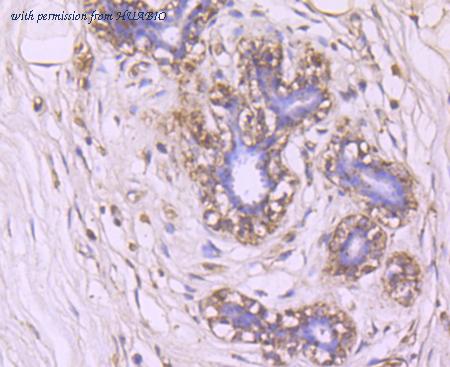 HUABIO ER1510-11 image 3