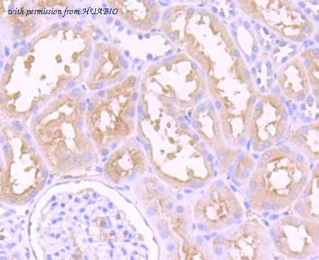 HUABIO ER1511-12 image 2