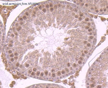 HUABIO ER1511-14 image 2