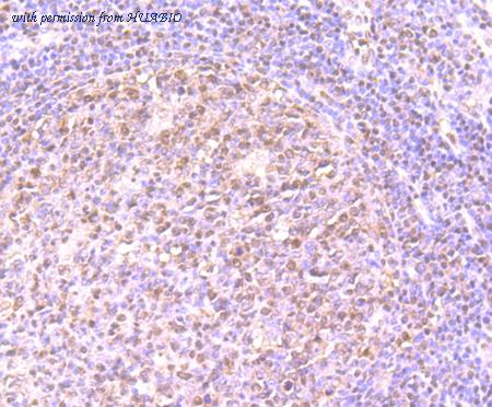 HUABIO ER1511-14 image 3