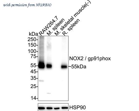 HUABIO ER1511-34 image 1