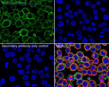 HUABIO ER1511-34 image 2