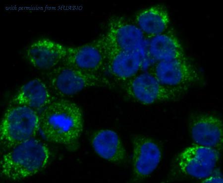 HUABIO ER1512-20 image 3