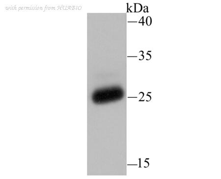 HUABIO ER1706-25 image 1