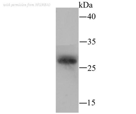 HUABIO ER1706-25 image 2