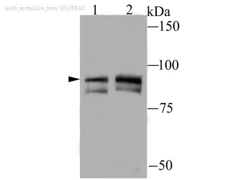HUABIO ER1706-32 image 1