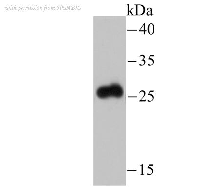 HUABIO ER1706-47 image 1