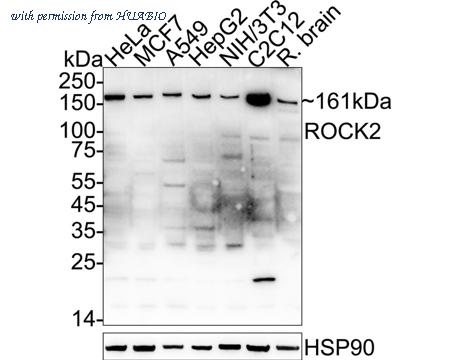 HUABIO ER1706-48 image 1