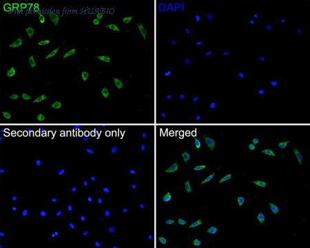 HUABIO ER1706-50 image 3