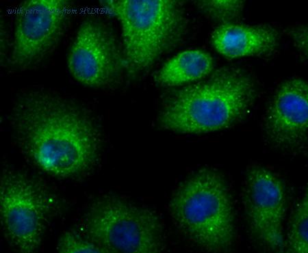 HUABIO ER1706-54 image 1