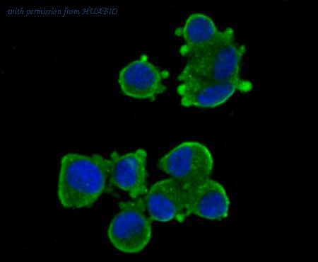 HUABIO ER1706-54 image 2