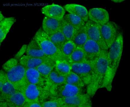 HUABIO ER1706-57 image 3