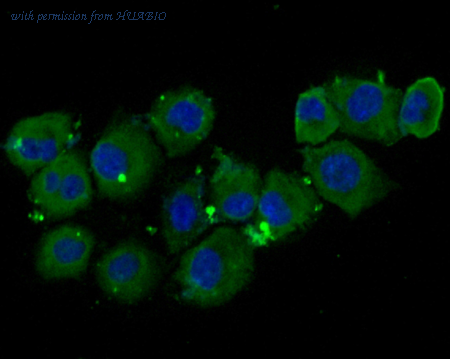 HUABIO ER1706-58 image 1