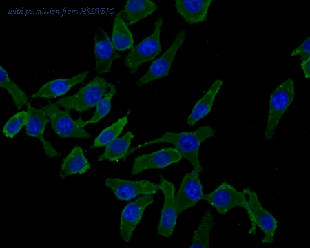 HUABIO ER1706-59 image 3