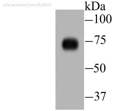 HUABIO ER1706-63 image 1