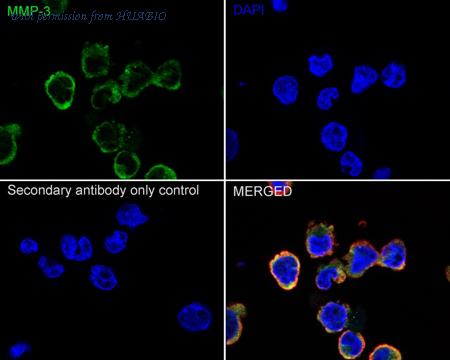 HUABIO ER1706-77 image 3