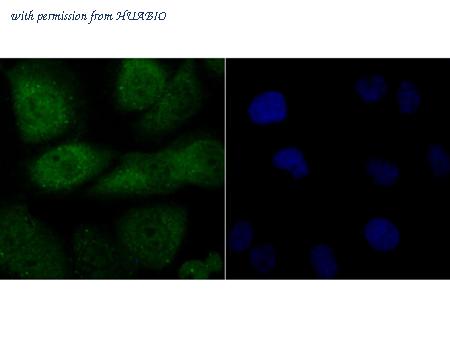 HUABIO ER1706-78 image 2
