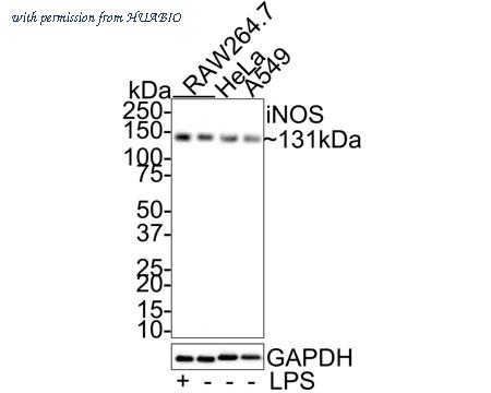 HUABIO ER1706-89 image 1