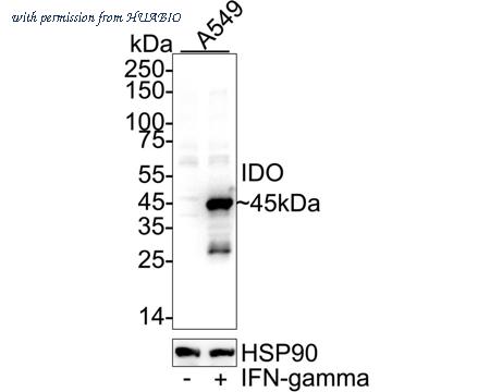 HUABIO ER1706-94 image 1
