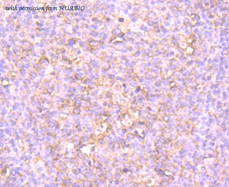 HUABIO ER1706-94 image 3