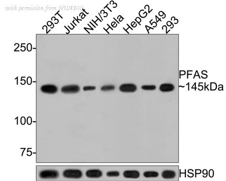 HUABIO ER1706-96 image 1