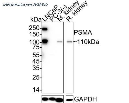 HUABIO ER1802-10 image 1