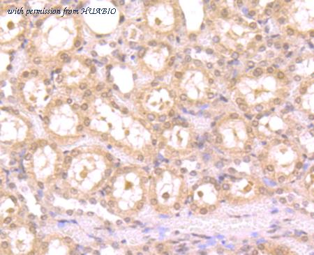 HUABIO ER1802-12 image 2