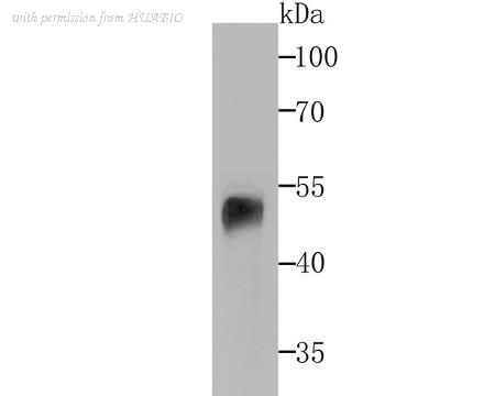 HUABIO ER1802-13 image 1