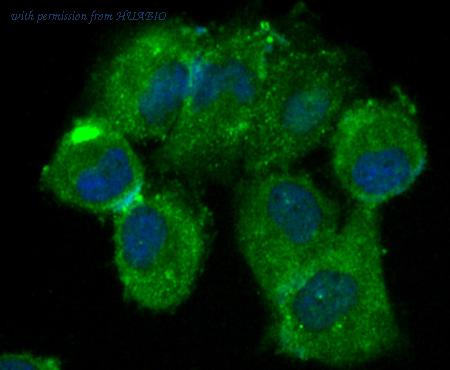 HUABIO ER1802-13 image 2