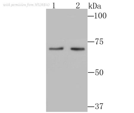 HUABIO ER1802-14 image 1