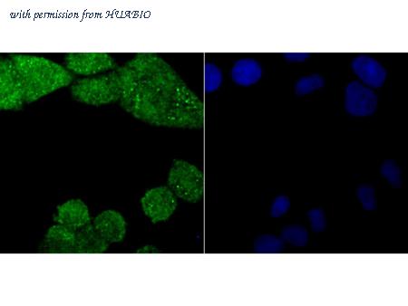 HUABIO ER1802-14 image 2