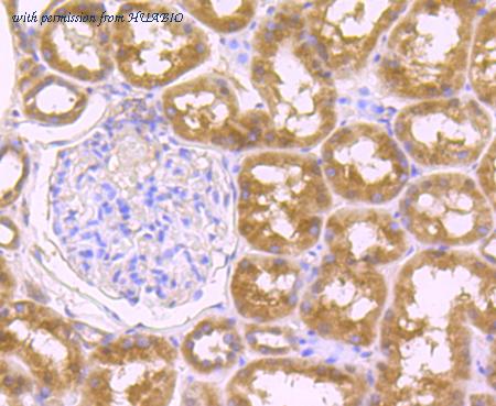 HUABIO ER1802-15 image 2