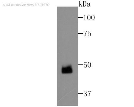 HUABIO ER1802-22 image 1