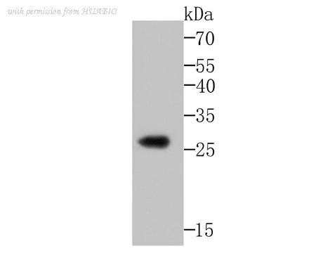 HUABIO ER1802-30 image 1