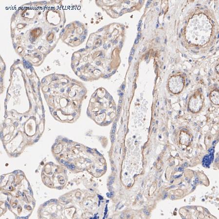 HUABIO ER1802-30 image 3