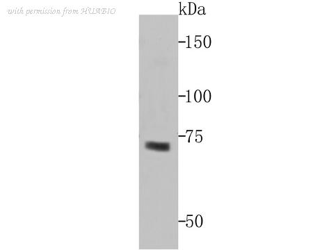 HUABIO ER1802-32 image 1